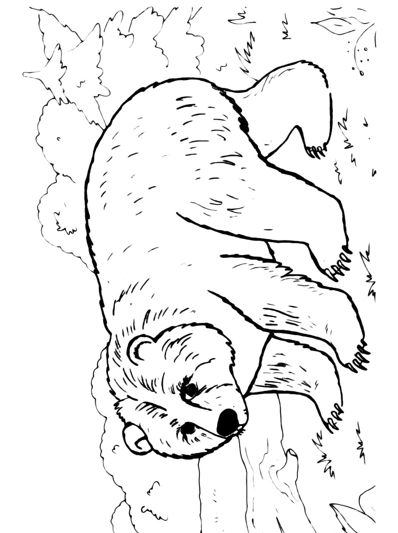 Медведь рисунок раскраска
